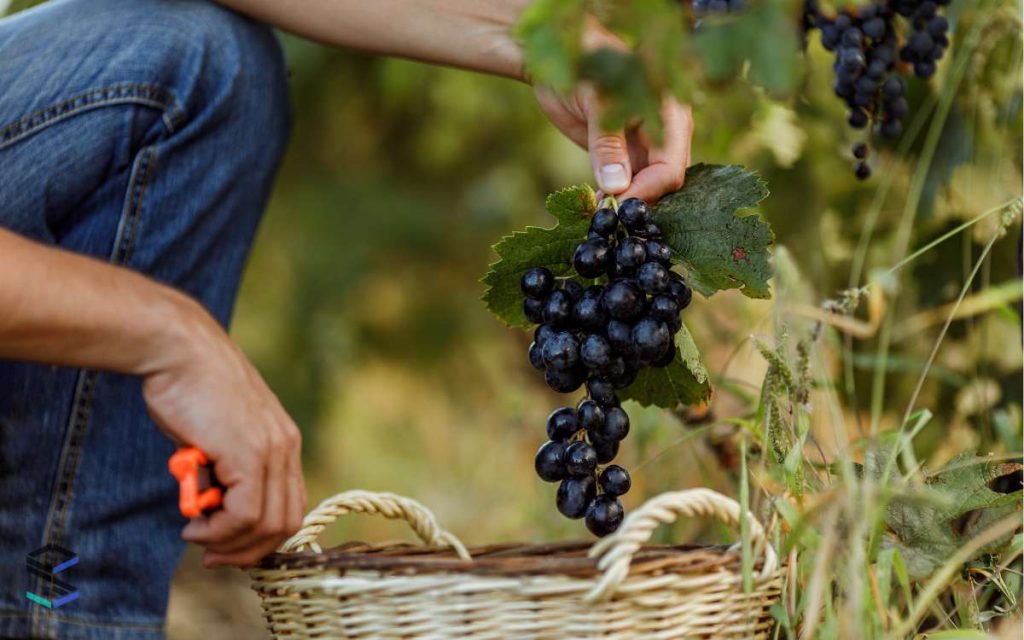 En laimagen se ve a una persona cosechando uvas como representación del uso de un ERP para bodegas